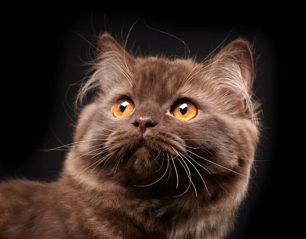 British longhair kitten — Stock Photo, Image