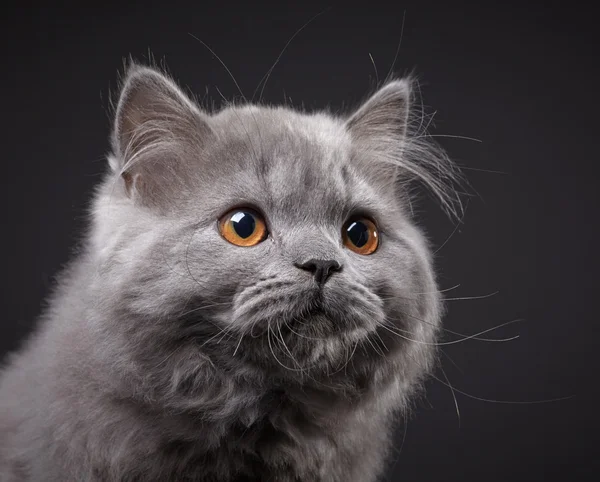 Gray british longhair kitten — Stock Photo, Image