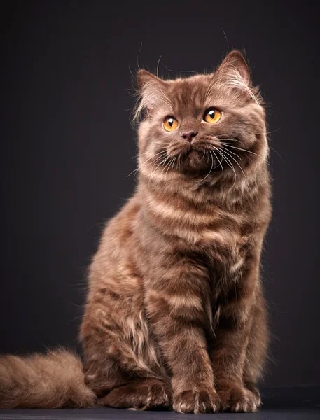 British longhair kitten — Stock Photo, Image