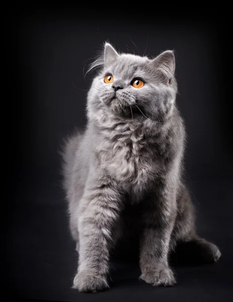 Gray british longhair kitten — Stock Photo, Image