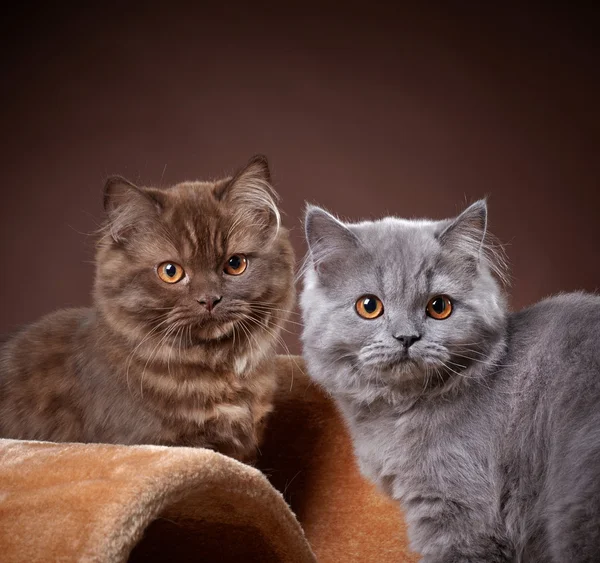 Britse langharig kittens — Stockfoto