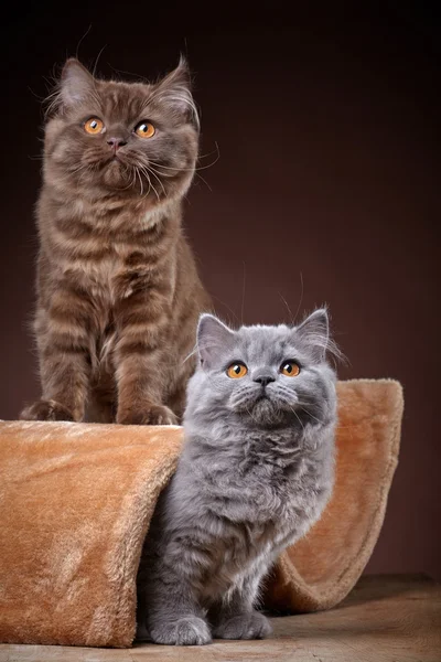 Britská dlouhosrstá koťátka — Stock fotografie