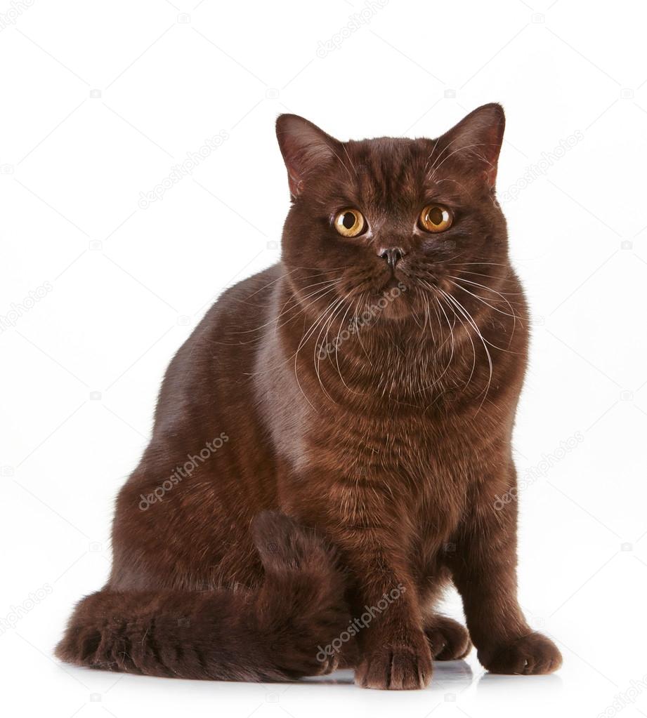 Brown british short hair cat — Stock Photo © magone #48341757, image size:921x1023