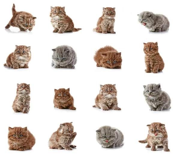 Britse lang haar kittens — Stockfoto