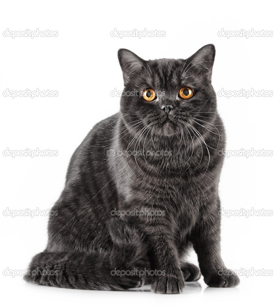 Chat Noir Poil Court Photographie Magone 48364835