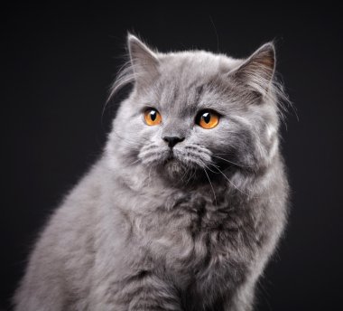 gri İngiliz longhair yavru kedi