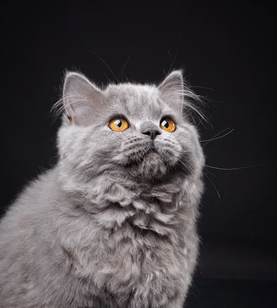 Szary brytyjski długowłosy kotek — Zdjęcie stockowe
