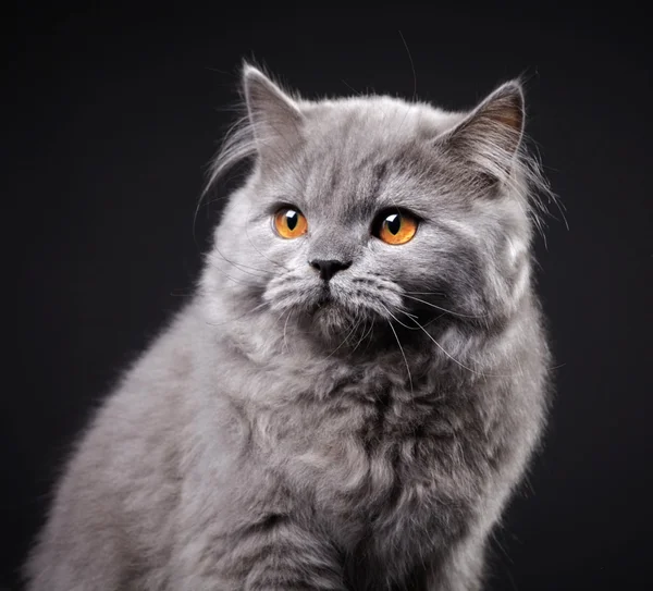 Šedá britské dlouhosrsté kotě — Stock fotografie