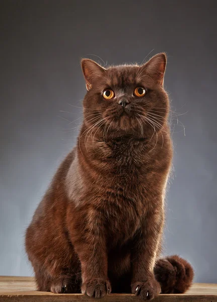 Chat à poil court britannique marron — Photo