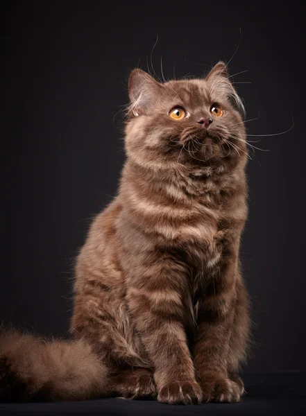 British longhair kitten — Stock Photo, Image