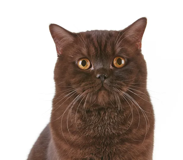 Bruin Britse kort haar kat — Stockfoto