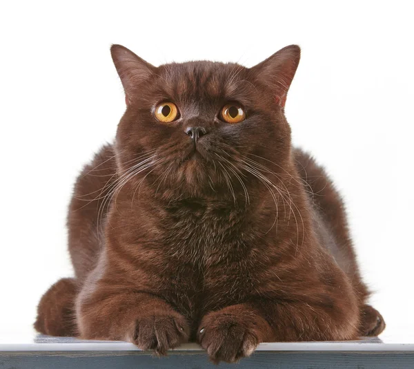 Marrone britannico pelo corto gatto — Foto Stock