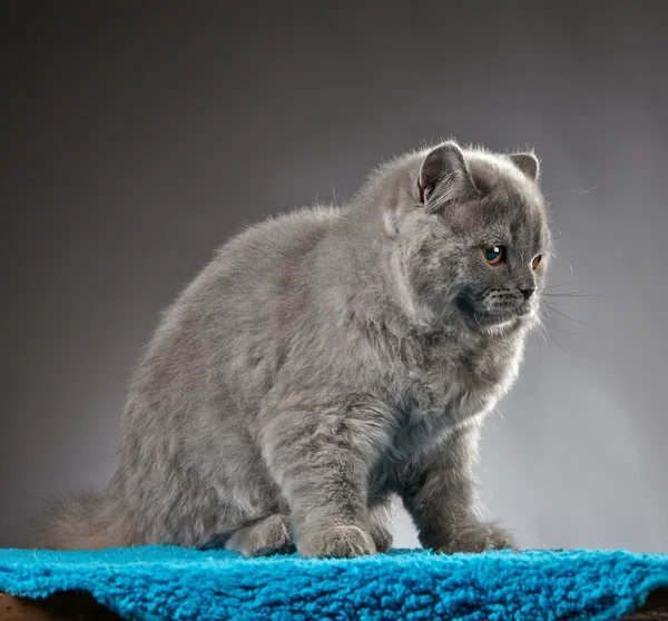 Portret brytyjski długowłosy kotek — Zdjęcie stockowe