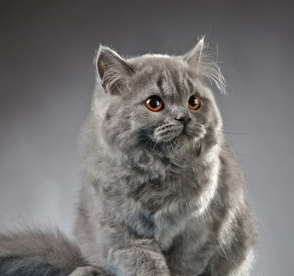 Portrait of british longhair kitten — Stock Photo, Image