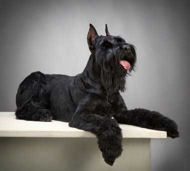 siyah dev schnauzer köpek