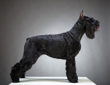 siyah dev schnauzer köpek