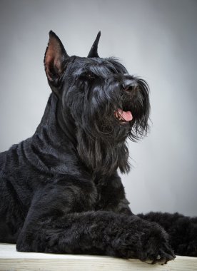 siyah dev schnauzer köpek
