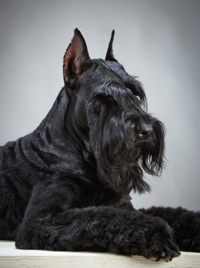 siyah dev schnauzer köpek