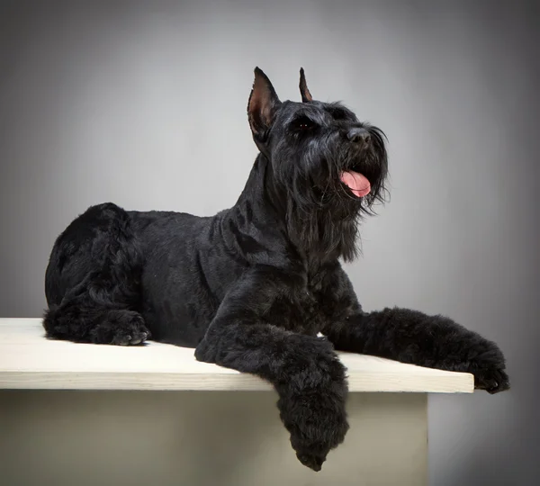 Schwarzer Riesenschnauzerhund — Stockfoto