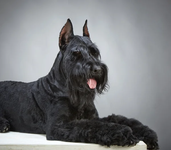 Preto gigante Schnauzer cão — Fotografia de Stock