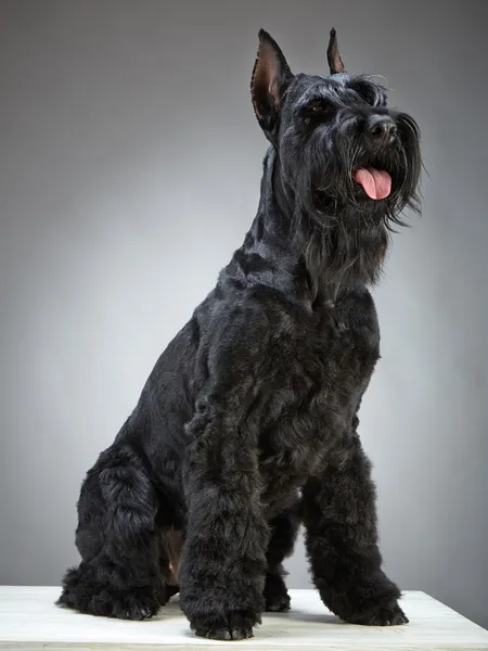 Μαύρο giant schnauzer σκύλο — Φωτογραφία Αρχείου