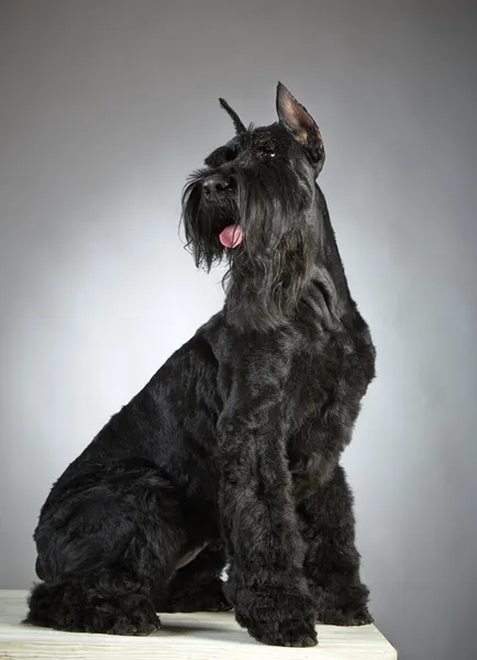 Siyah dev schnauzer köpek — Stok fotoğraf