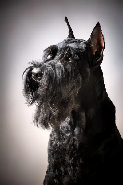 Μαύρο giant schnauzer σκύλο — Φωτογραφία Αρχείου