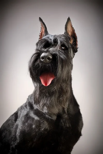 Siyah dev schnauzer köpek — Stok fotoğraf