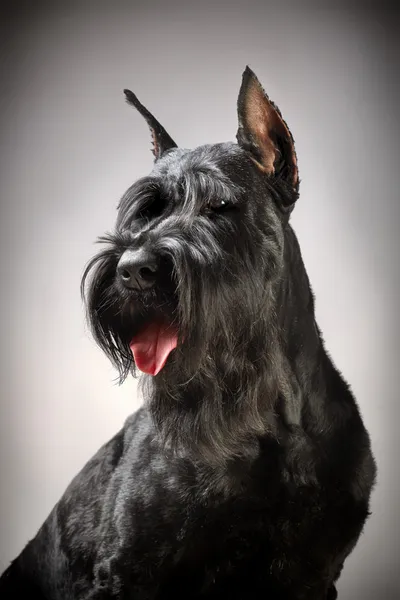 Fekete Óriás Schnauzer kutya — Stock Fotó