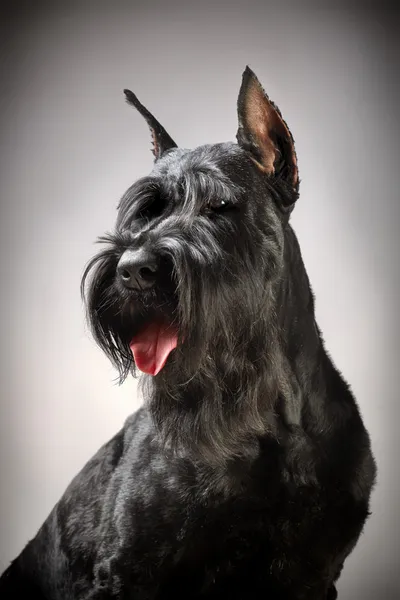 Μαύρο giant schnauzer σκύλο — Φωτογραφία Αρχείου