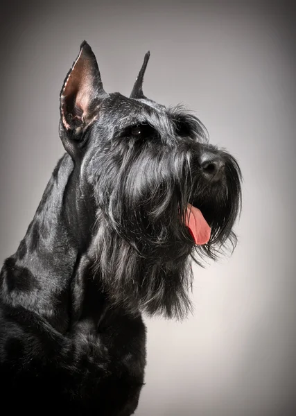 Riesenschnauzer zwart hond — Stockfoto