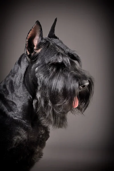 Black Giant Schnauzer dog — Stock Photo, Image