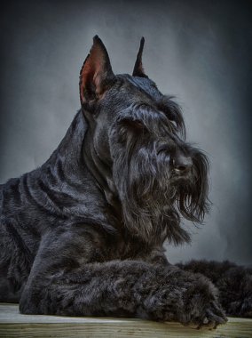 siyah dev schnauzer köpek