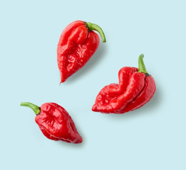 Hot Red Ghost Peppers Blue Background Top View — Stok Foto