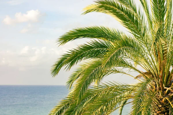 Mavi Gökyüzü Deniz Arka Planındaki Palmiye Ağacını Kapat — Stok fotoğraf