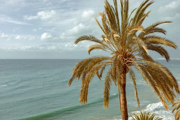 Zblízka Palmy Zamračené Obloze Mořském Pozadí — Stock fotografie