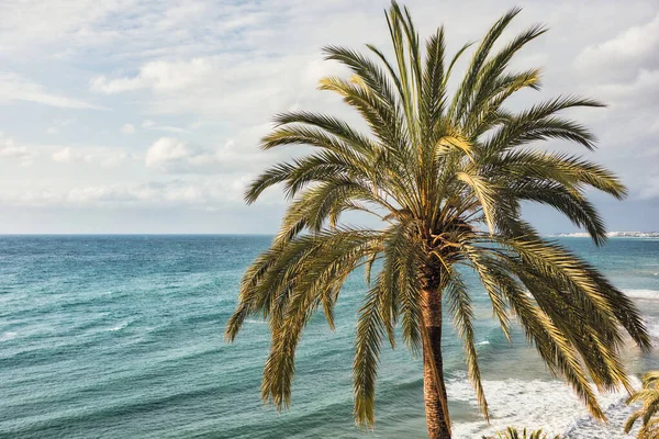 Aproape Palmier Cerul Înnorat Fundalul Mării — Fotografie, imagine de stoc