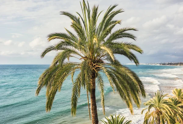 Aproape Palmier Cerul Înnorat Fundalul Mării — Fotografie, imagine de stoc