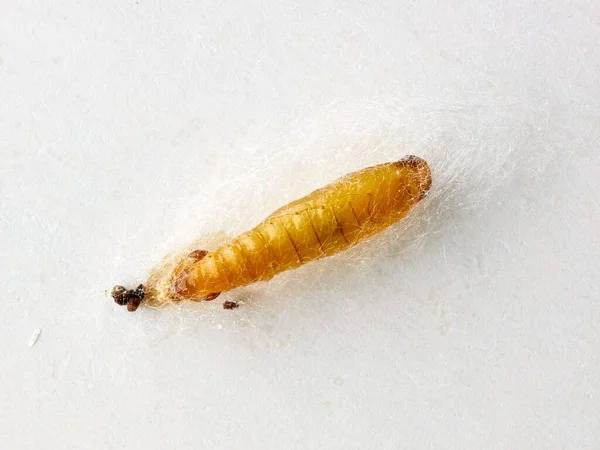 Voedsel Vlinder Rups Macro Witte Achtergrond Bovenaanzicht — Stockfoto