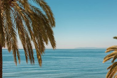 Mavi denizde ve gökyüzünde güneşli bir günde palmiye ağaçları