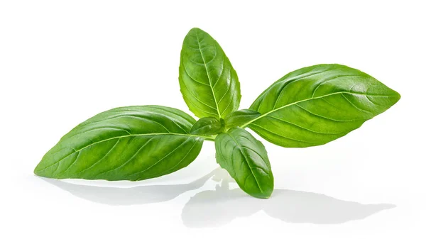 Fresh Green Basil Leaf Isolated White Background — Stock Photo, Image