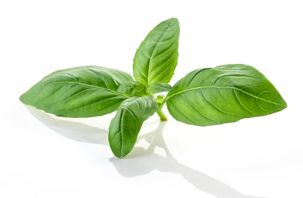 Зеленый Лист Базилика Выделенный Белом Фоне — стоковое фото
