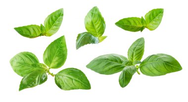 Beyaz arka planlara izole edilmiş çeşitli taze fesleğen yaprakları.