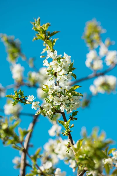 Blooming Cherry Tree Blue Sky Background Selective Focus — Stock Photo, Image