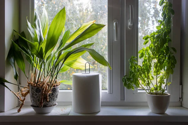 Flower Pots Paper Towel Kitchen Window — Stock Photo, Image