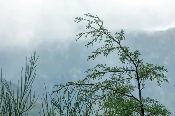 Madeira Island Mountain Nature Closeup — Stock Photo, Image