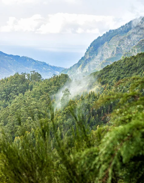 Beautiful Madeira Landscape Mountain View Folhadal Levada Selective Focus — ストック写真