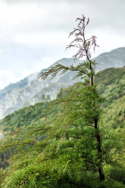 Beautiful Madeira Landscape Mountain View Folhadal Levada Selective Focus — Stock Photo, Image