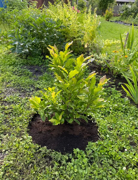 New Magnolia Tree Growing Garden — Stock Photo, Image