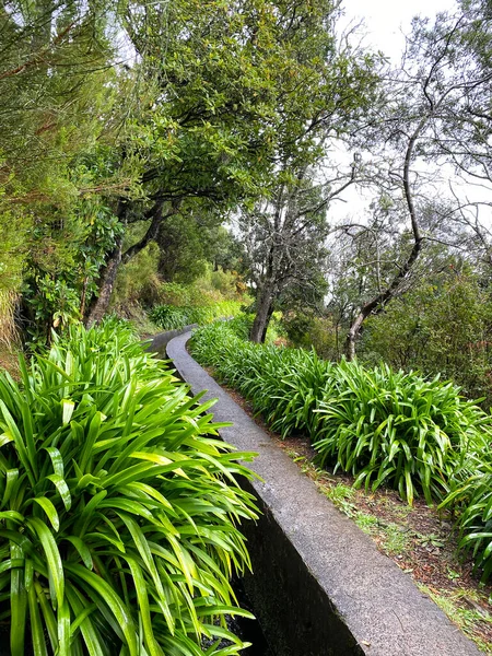 Beautiful Madeira Landscape Folhadal Levada — Foto de Stock